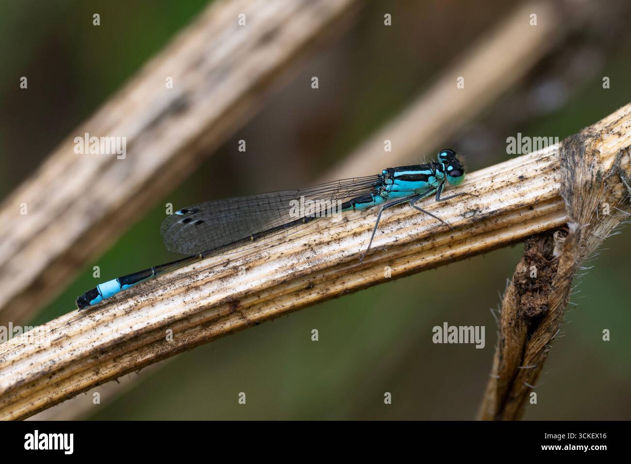 Mâle de Damselfly à queue bleue (Ischnura elegans) assis sur une tige dans le Peak District, en Angleterre. Banque D'Images