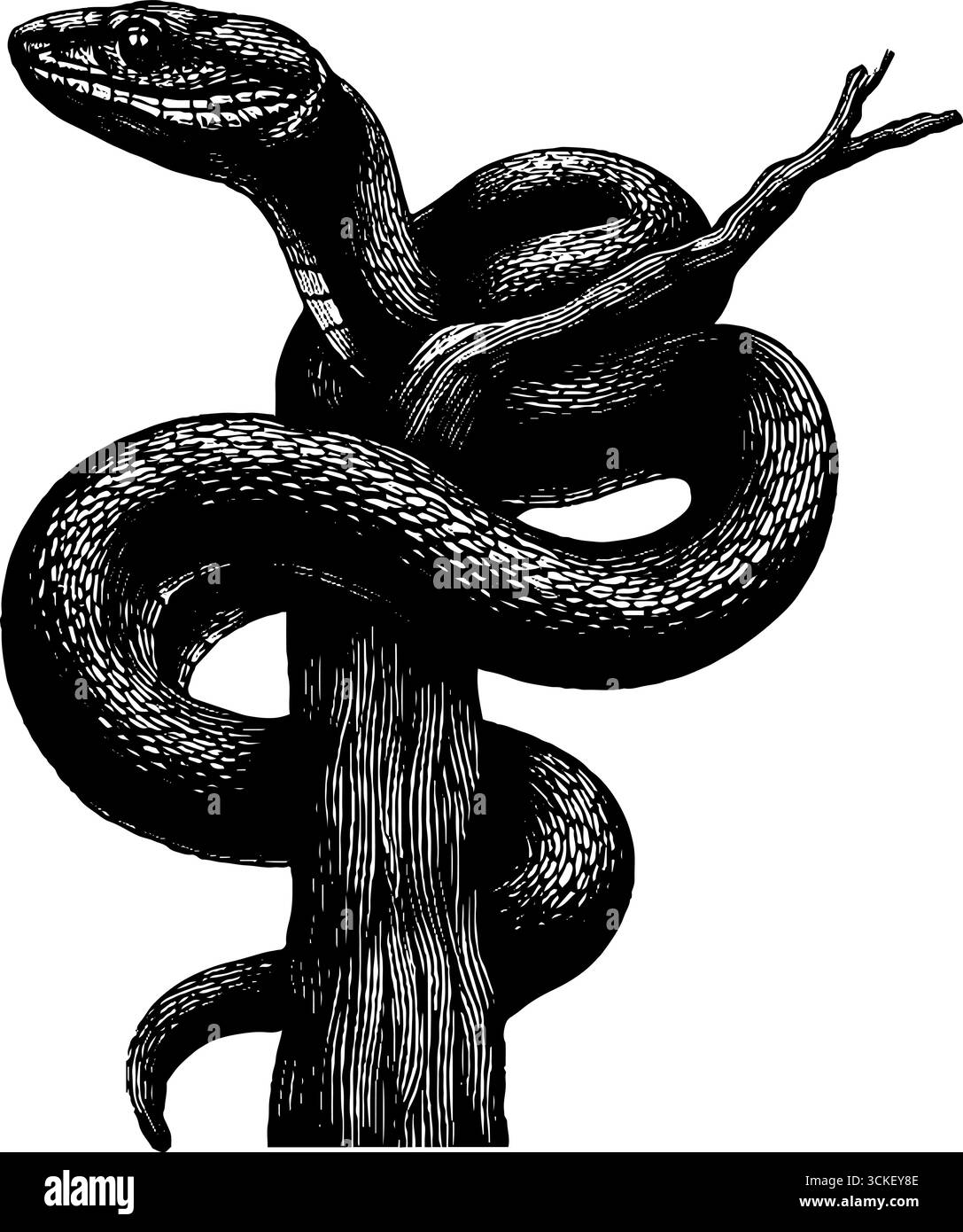 Illustration gravée vintage de serpent enroulé autour du tronc d'arbre pour la conception de la nature. Illustration de Vecteur