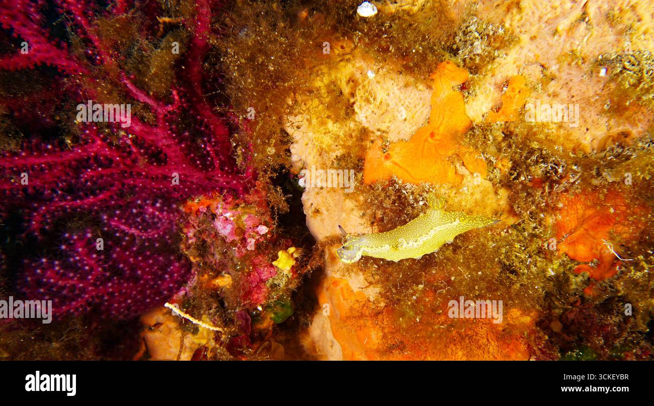 Felimare picta & Paramuricea clavata - déesse royale de la mer & gorgone méditerranéen Banque D'Images