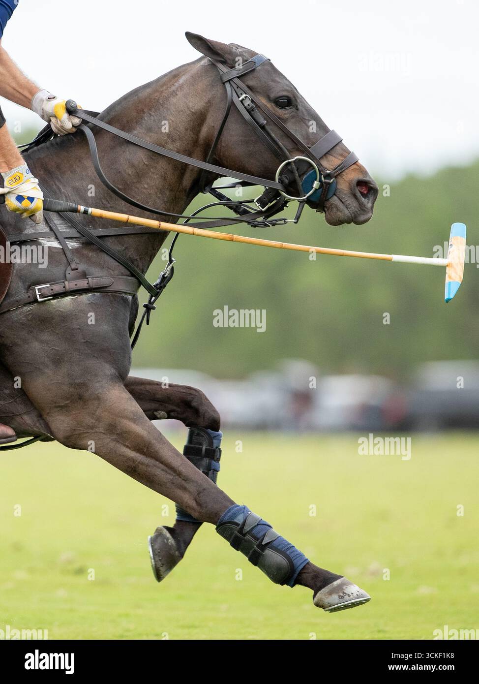 « Cheval courant à grande vitesse pendant un match de polo pendant que le joueur frappe la balle avec le maillet. Plan d’action des sports équestres. » Banque D'Images