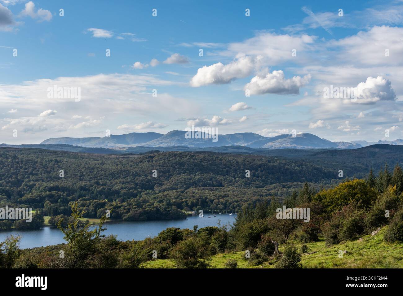 Mer de verdure domine le paysage après le lac Windermere, avec des montagnes au loin Banque D'Images