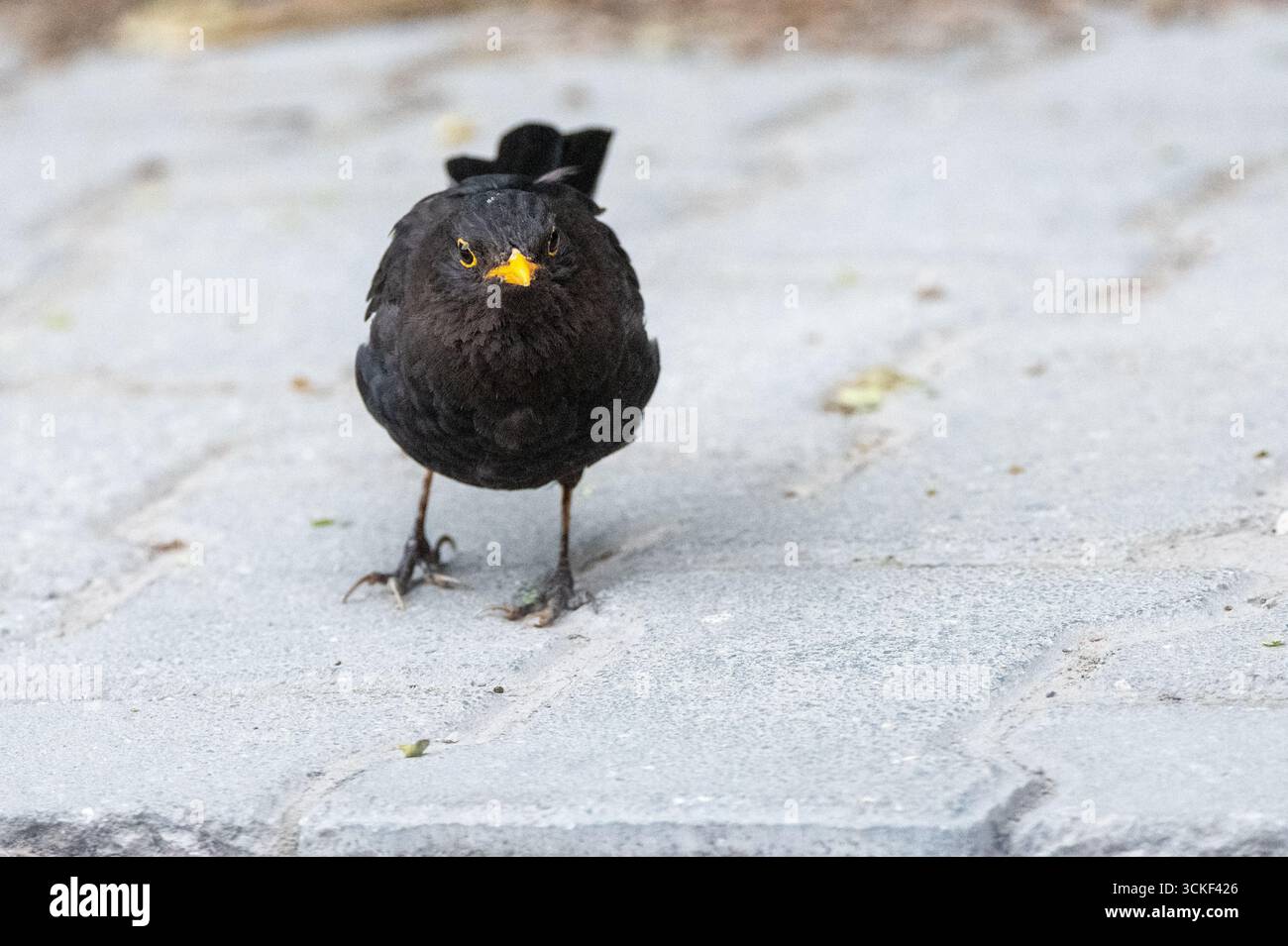 Oiseau noir mâle Blackbird (Turdus merula) debout sur le trottoir – photographie de la faune urbaine Banque D'Images
