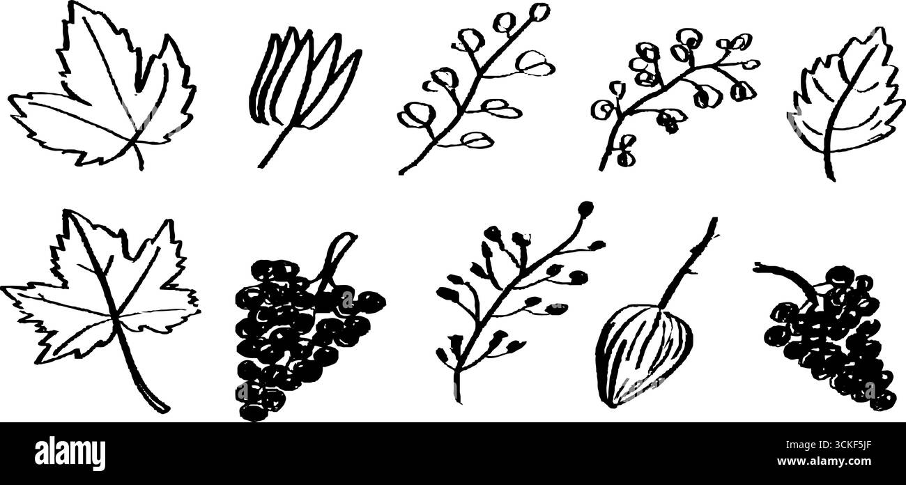 Ensemble de croquis de raisins et de feuilles noirs et blancs pour les projets d'art et de design. Illustration de Vecteur