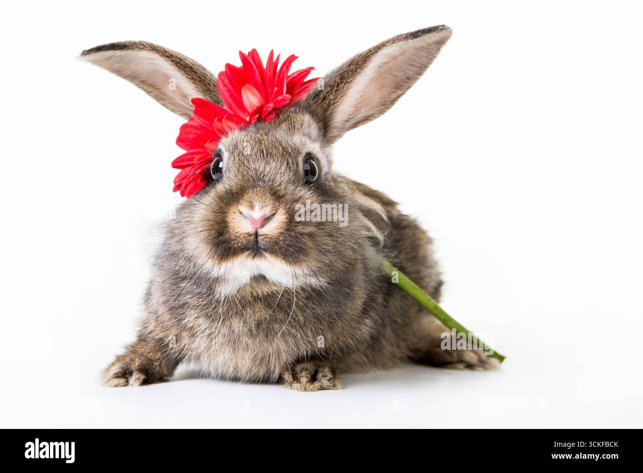 Lapin domestique (Oryctolagus cuniculus F. domestica), avec un gerbera rouge sur la tête, découpé Banque D'Images