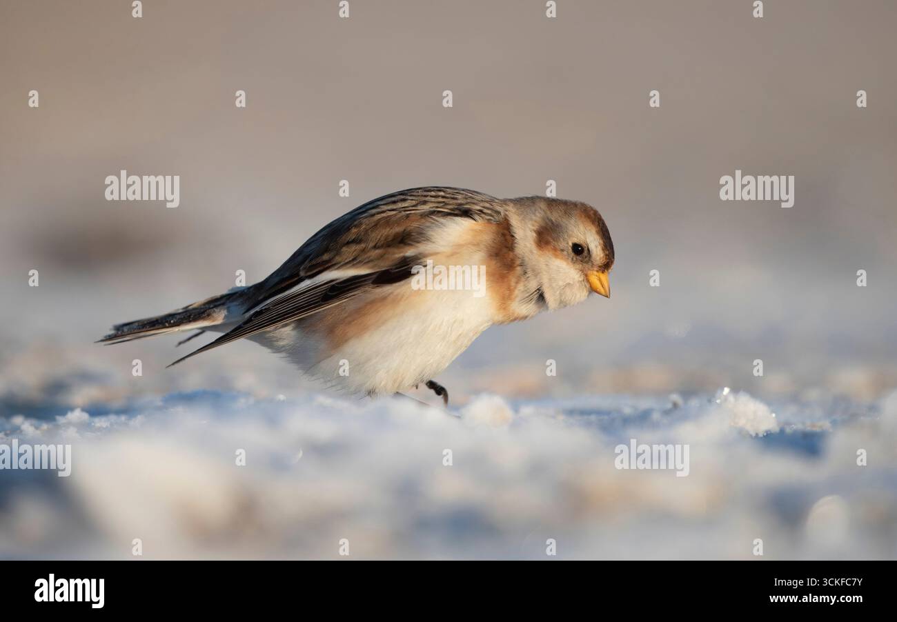 Guirlande de neige (Plectrophenax nivalis), est assis dans la neige sur une plage, Danemark, Jutland, Esbjerg Banque D'Images