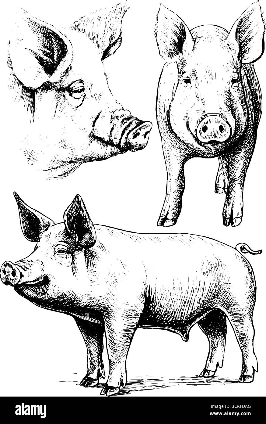 Croquis détaillés de cochons dans diverses poses. Illustration de Vecteur