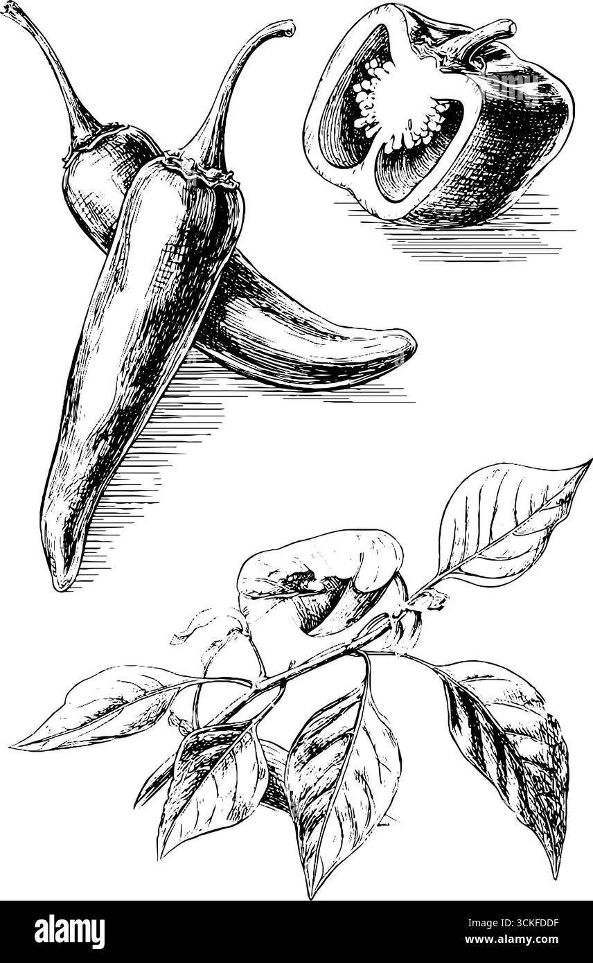 Croquis de poivre dessinés à la main avec des détails de Chili, cloche et plante. Illustration de Vecteur