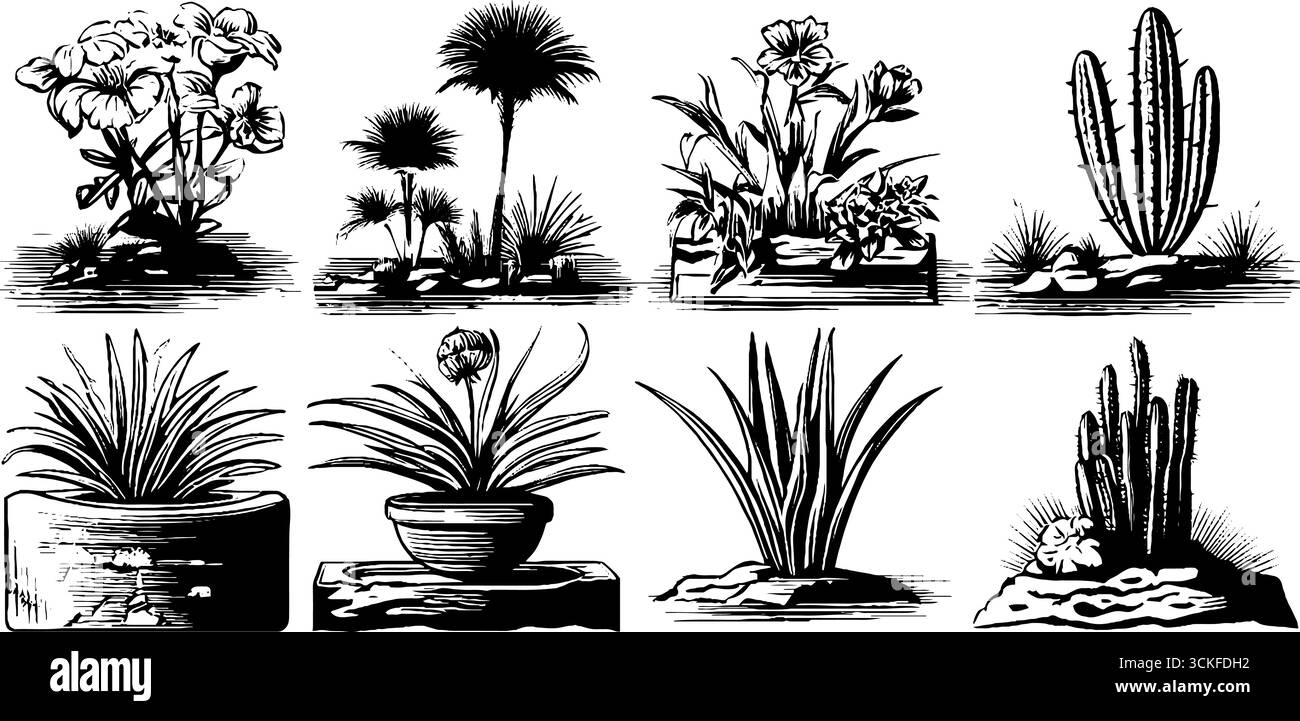 Illustrations botaniques vintage : diverses espèces végétales et cactus en noir et blanc. Illustration de Vecteur