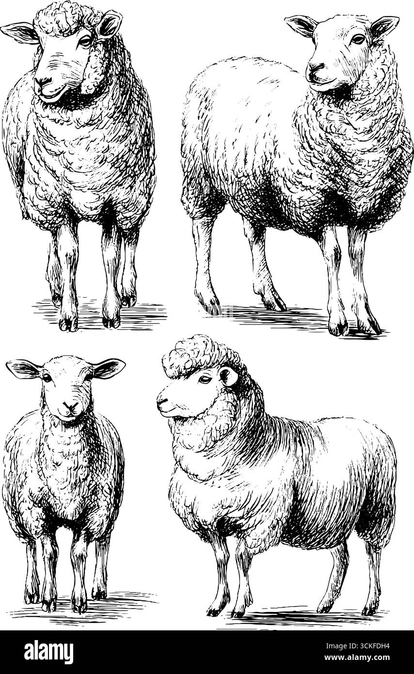 Croquis détaillés de quatre moutons dans diverses poses. Illustration de Vecteur