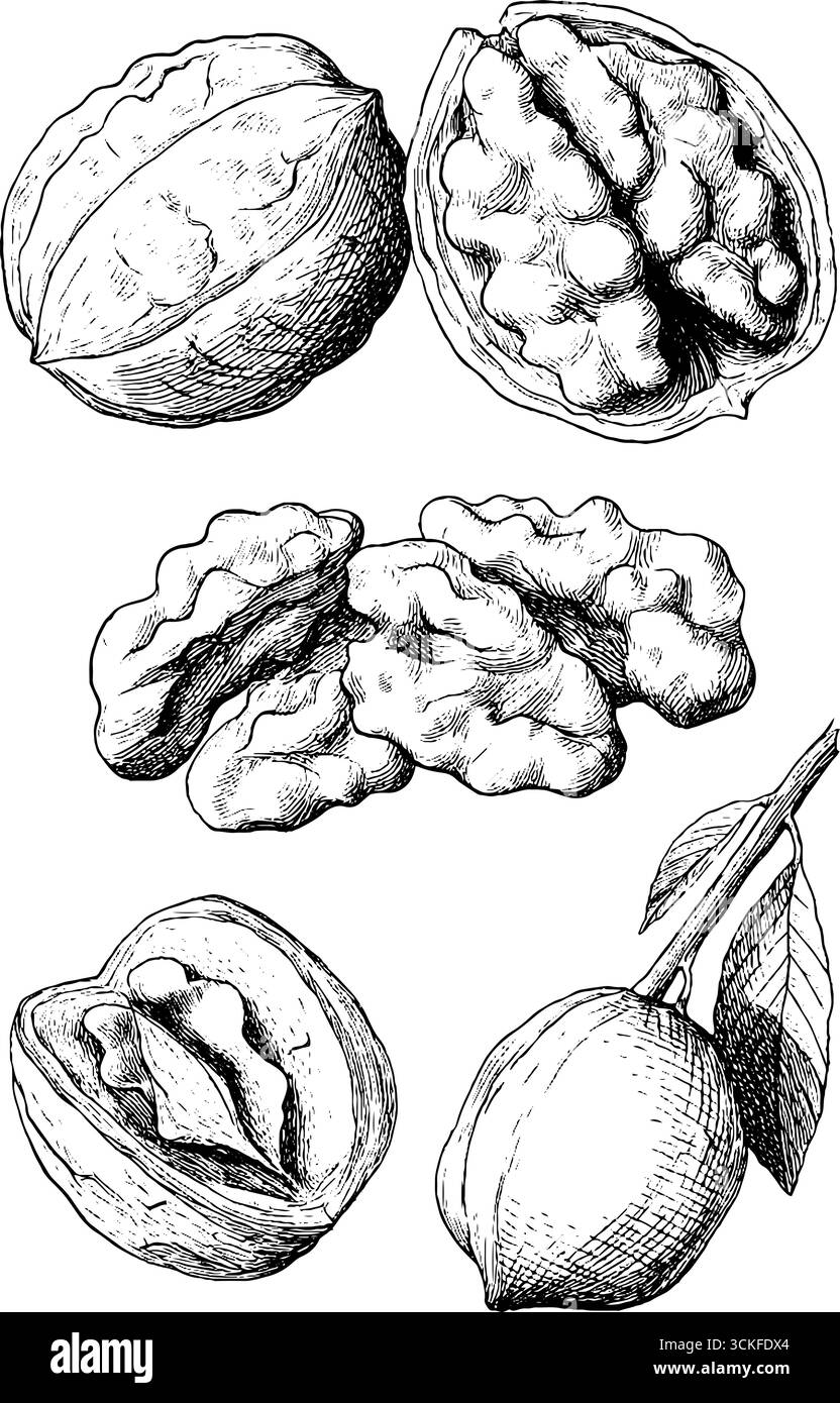 Illustration botanique détaillée de noix et branche de noyer. Illustration de Vecteur