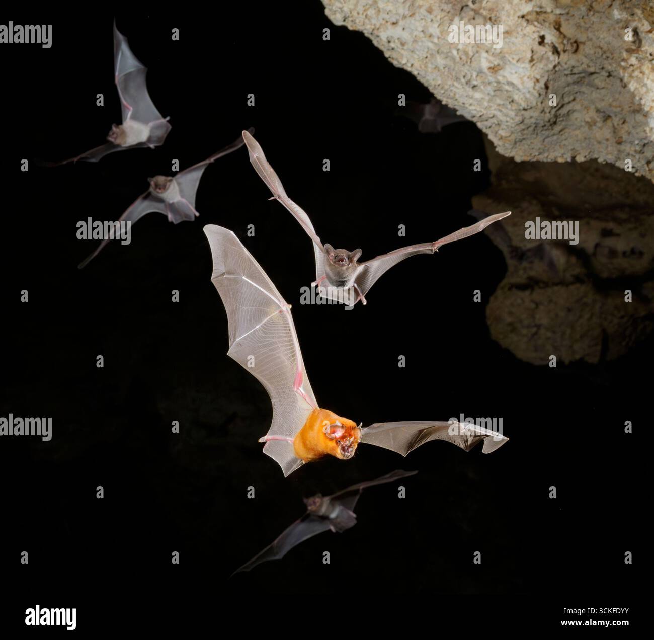 Chauves-souris trident africaines (Triaenops afer) et chauves-souris à queue fourrée africaines (Coleura afra) volant dans une grotte, comté de Kilifi, côte du Kenya. Banque D'Images