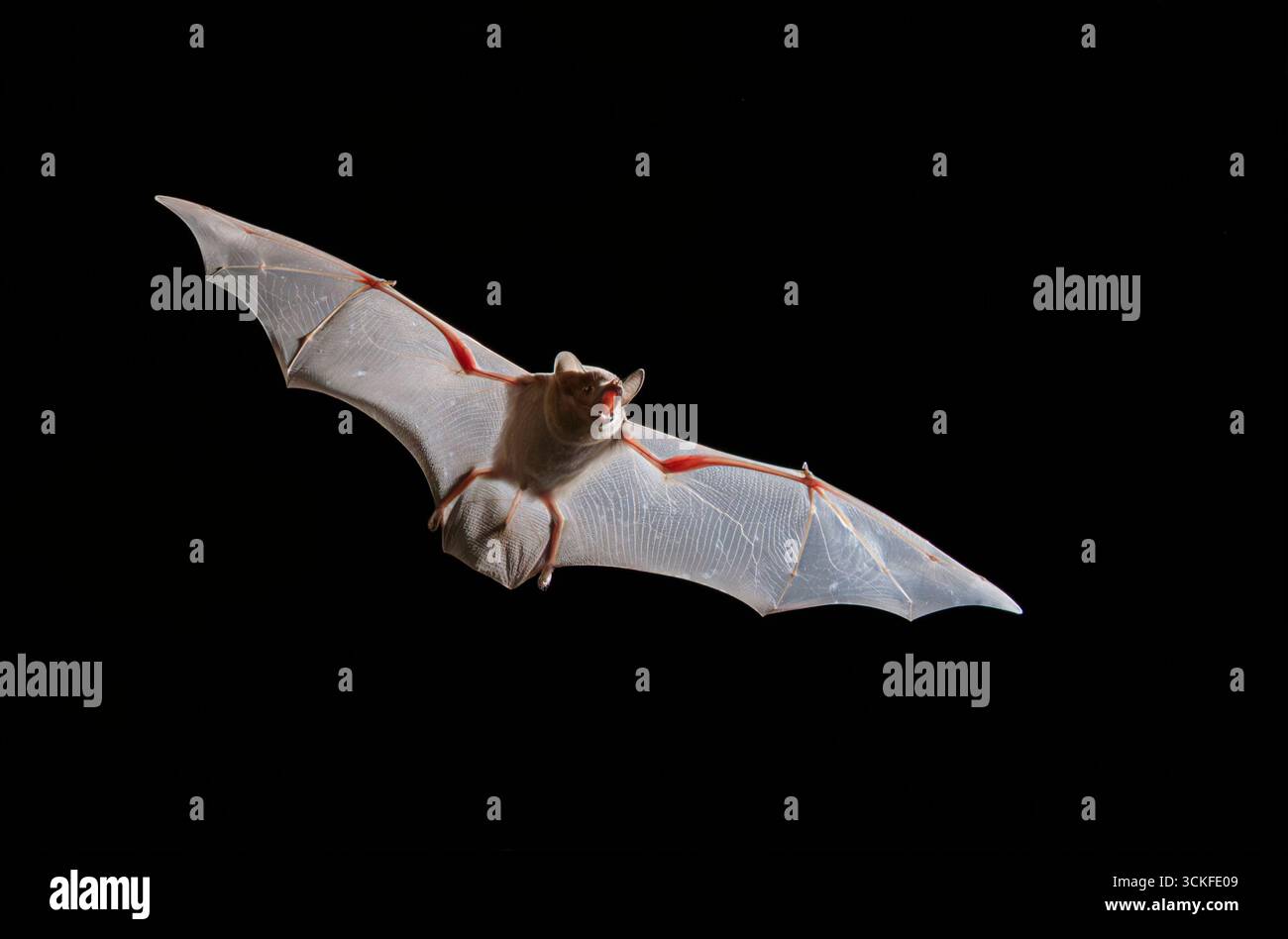 Chauve-souris africaine à queue fourrée (Coleura afra) volant dans une grotte aux ailes éclairées en contre-jour, comté de Kilifi, côte du Kenya. Banque D'Images