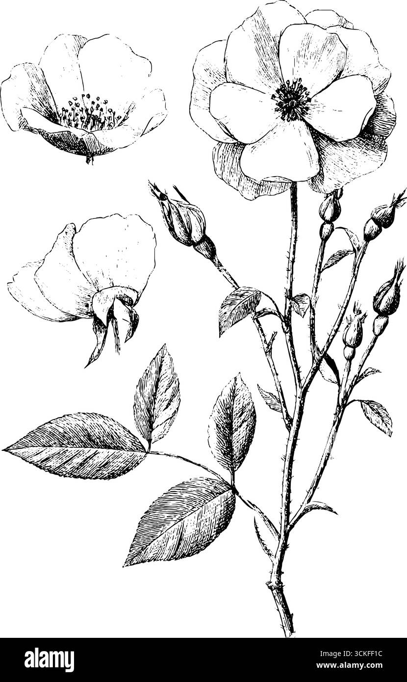 Croquis botanique détaillé de rose sauvage avec des fleurs et des bourgeons. Illustration de Vecteur