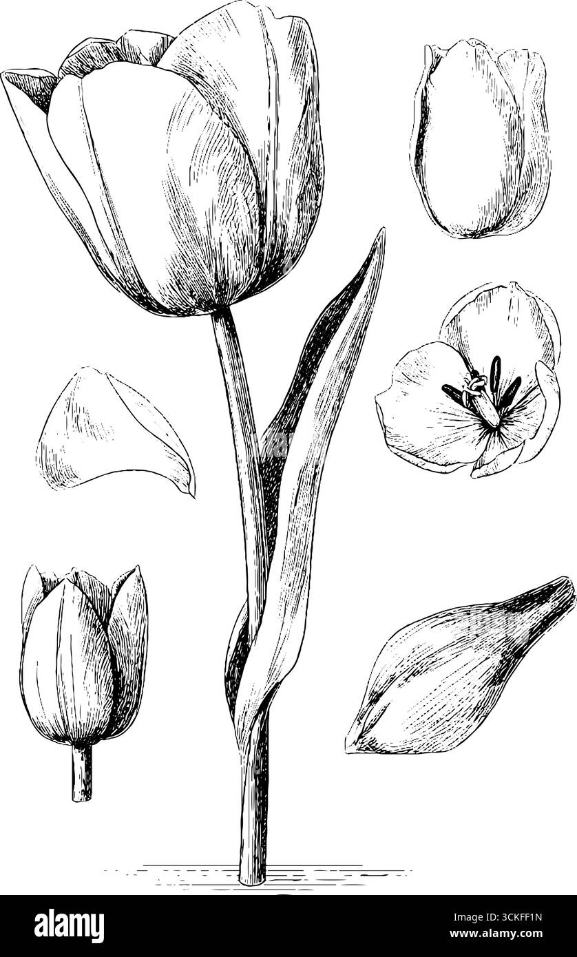 Croquis botanique détaillé de tulipe avec pétales et feuilles. Illustration de Vecteur