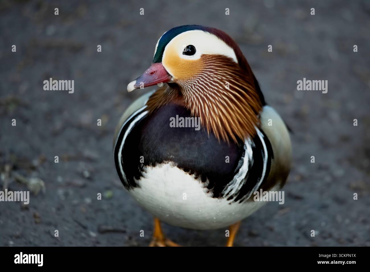 Le canard mandarin (Aix galericulata) est une espèce de canard perché originaire du Paléarctique oriental. Banque D'Images