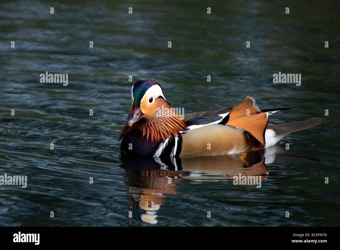 Le canard mandarin (Aix galericulata) est une espèce de canard perché originaire du Paléarctique oriental. Banque D'Images