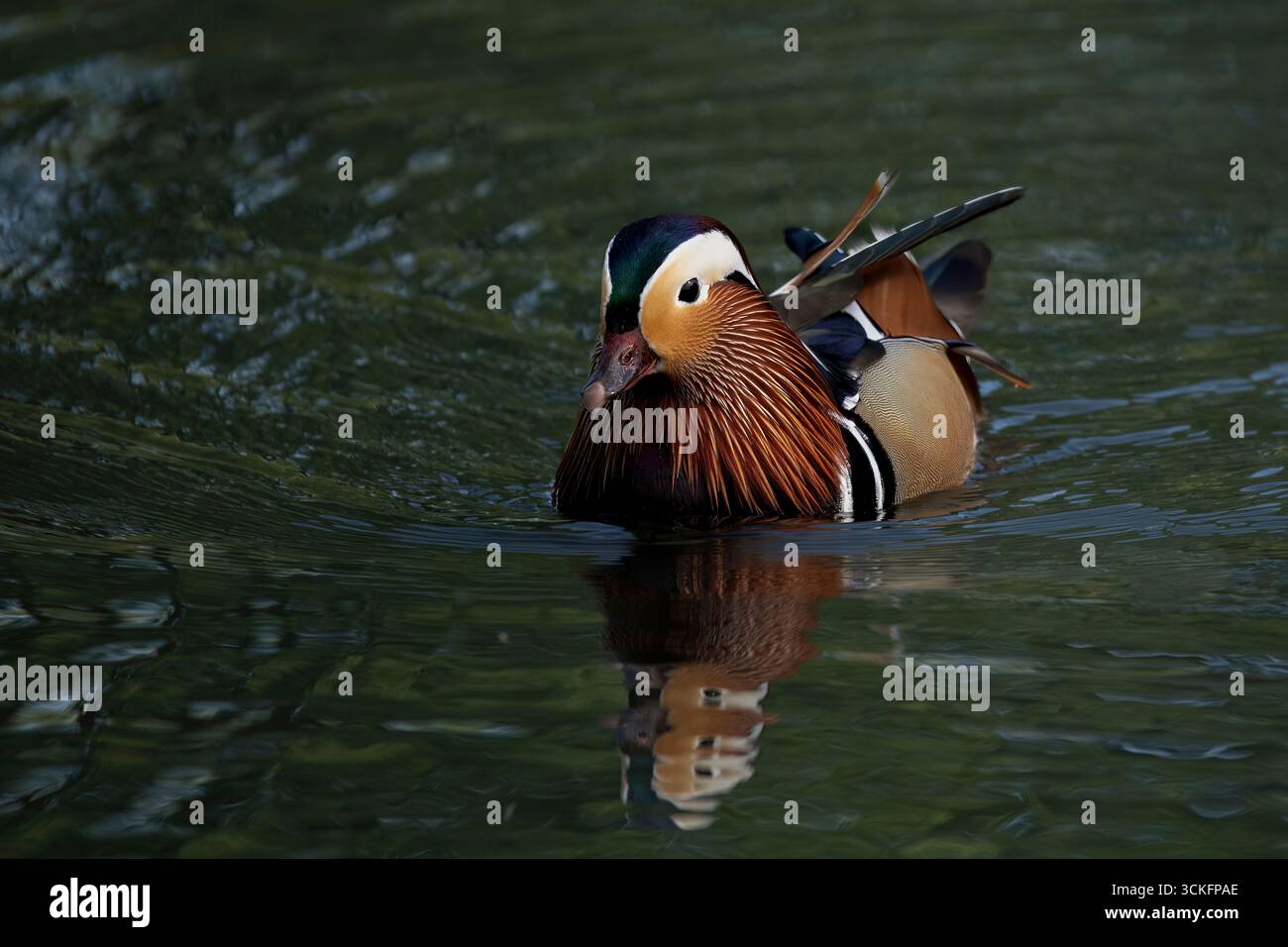 Le canard mandarin (Aix galericulata) est une espèce de canard perché originaire du Paléarctique oriental. Banque D'Images