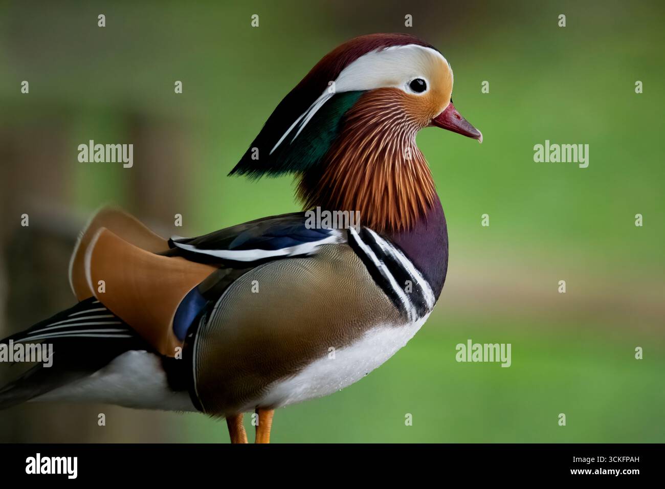 Le canard mandarin (Aix galericulata) est une espèce de canard perché originaire du Paléarctique oriental. Banque D'Images