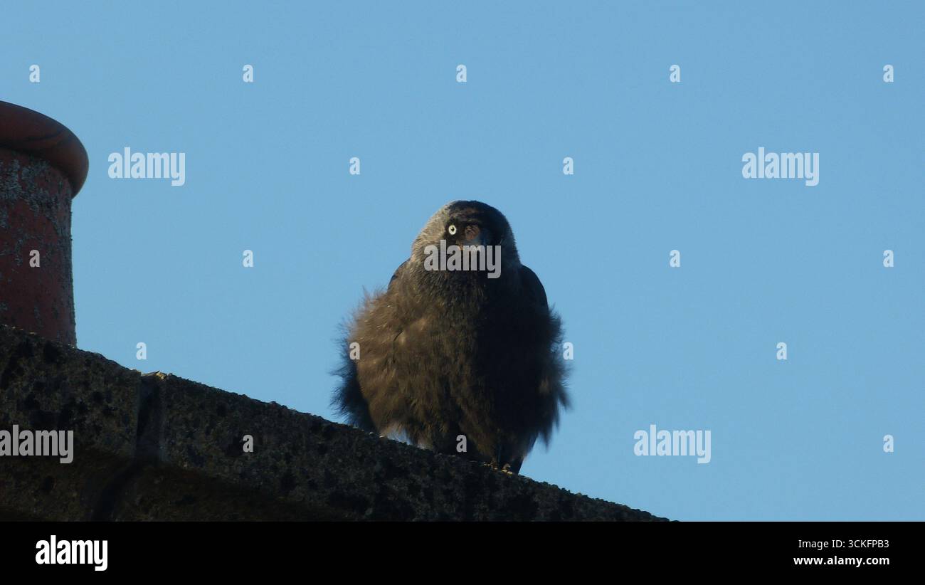 Un jackdaw se perche vigoureusement sur un rebord de toit aéré, ses yeux pâles brillent contre le ciel bleu clair Banque D'Images