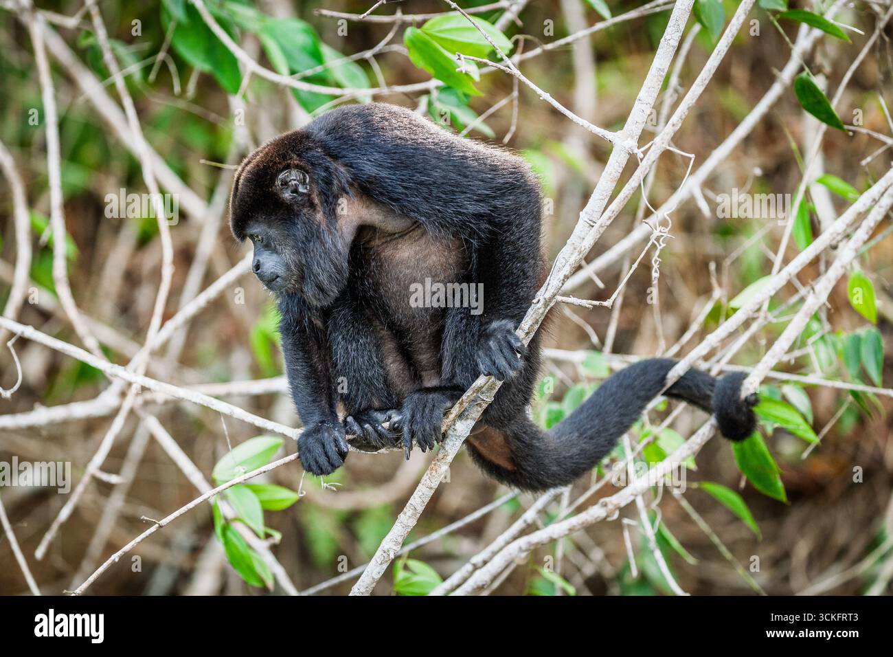 Singe hurleur manteau dans la forêt tropicale du centre du Panama Banque D'Images