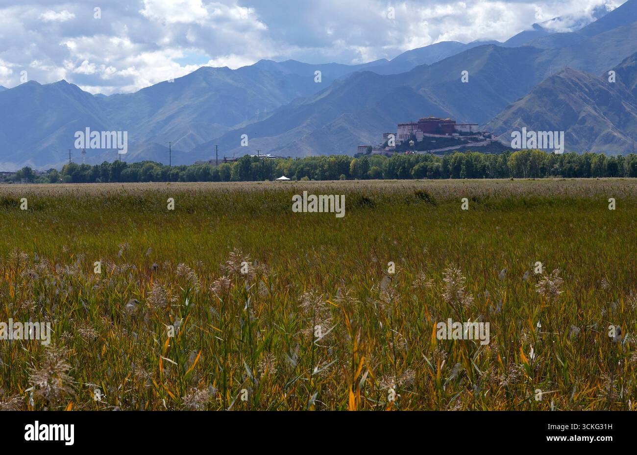 Lhassa, Chine.4th septembre 2025. La photo prise le 4 septembre 2025 montre la réserve naturelle nationale des zones humides de Lhalu à Lhassa, la capitale de la région autonome de Xizang, au sud-ouest de la Chine. Crédit : Li Lin/China News Service/Alamy Live News Banque D'Images
