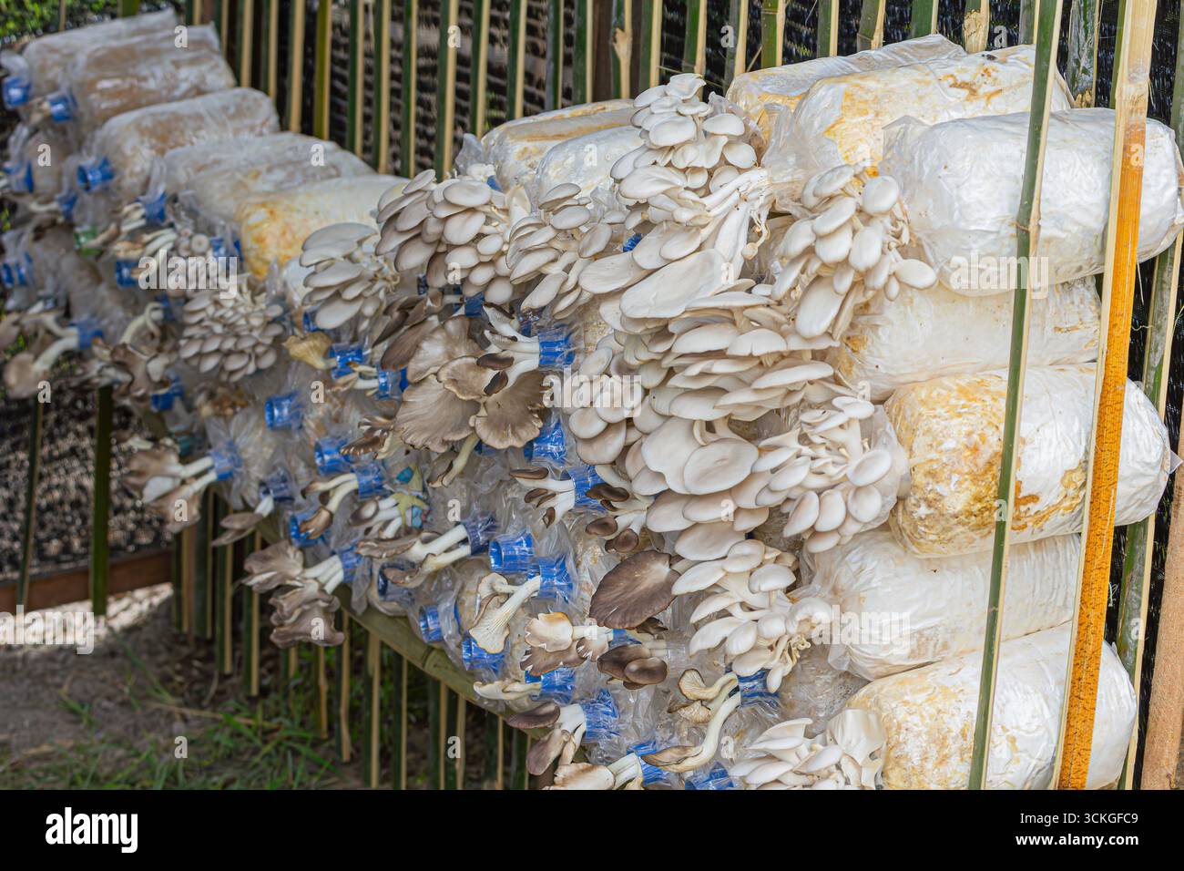 Huître indienne (Pleurotus pulmonarius) étroitement apparentée à l'huître perlière (P. ostreatus) dans la ferme, un champignon comestible Banque D'Images