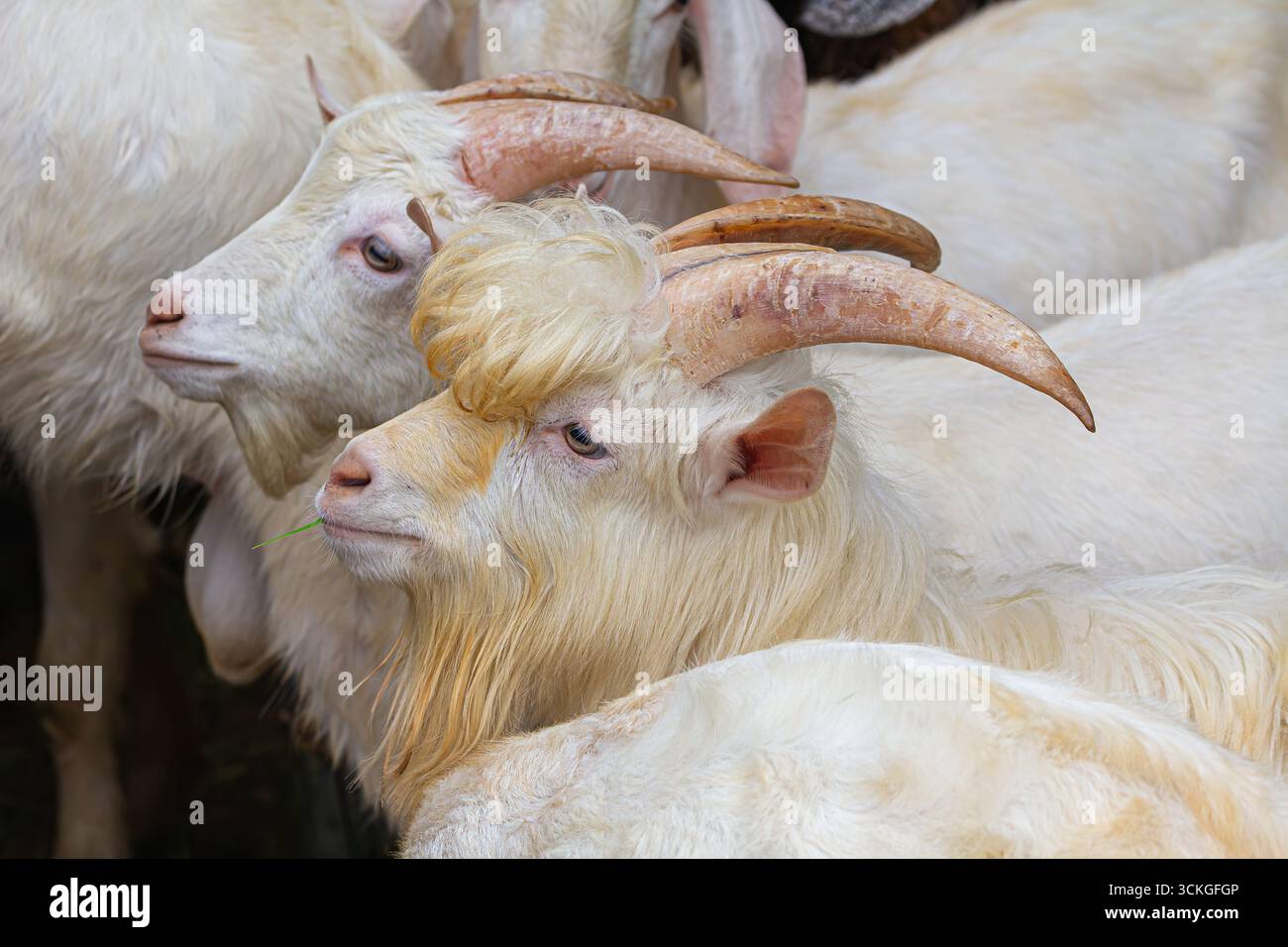 Portrait belle chèvre Saanen Anglo nubienne, chèvre d'élevage hybride Banque D'Images
