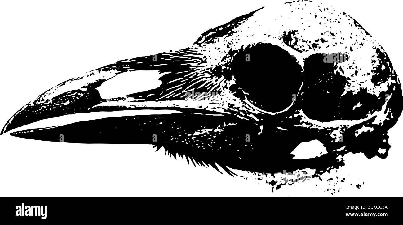 Illustration de crâne d'oiseau noir et blanc grunge pour l'art et le design. Illustration de Vecteur Illustration de crâne d'oiseau noir et blanc grunge pour l'art et le design. Illustration de Vecteur