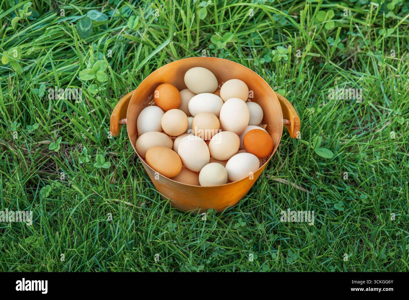 Les œufs sont l’un des aliments les plus nutritifs et polyvalents au monde. Ils sont une source riche de protéines de haute qualité, fournissant tout l'amin essentiel Banque D'Images