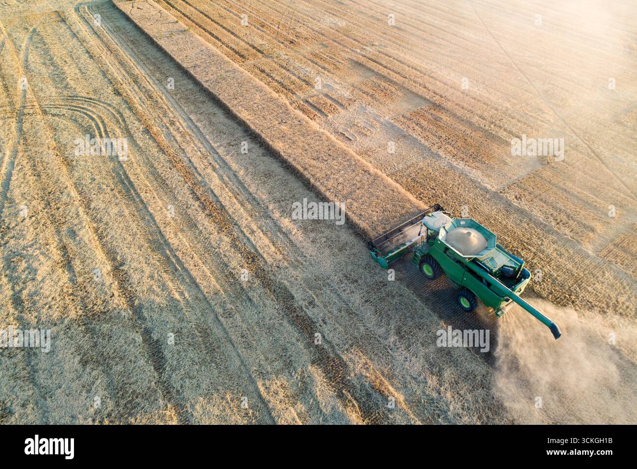 Une moissonneuse-batteuse verte traverse un champ de céréales. La moissonneuse-batteuse pulvérise une substance blanche sur le champ Banque D'Images