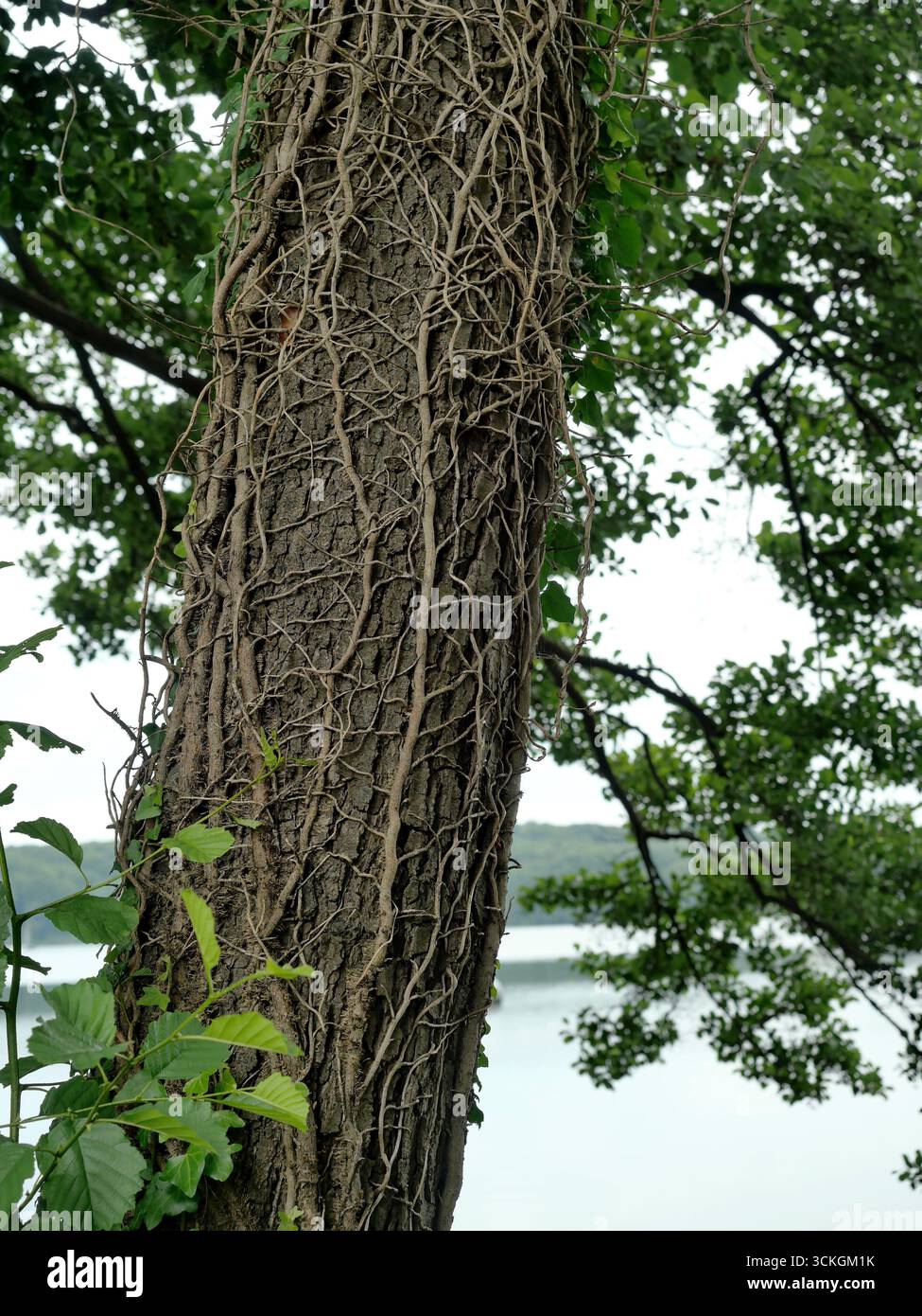 Tronc d'Alder recouvert de lierre sec. Lierre coupé à la base. Motif naturel texturé avec motif d'écorce.Copyspace Banque D'Images