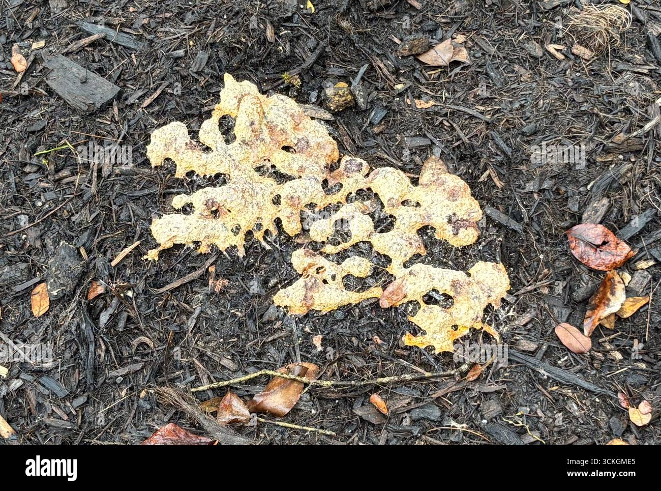 Moisissure de boue dans le lit de jardin, signe de bonne santé du sol, Cairns, Queensland, Australie Banque D'Images