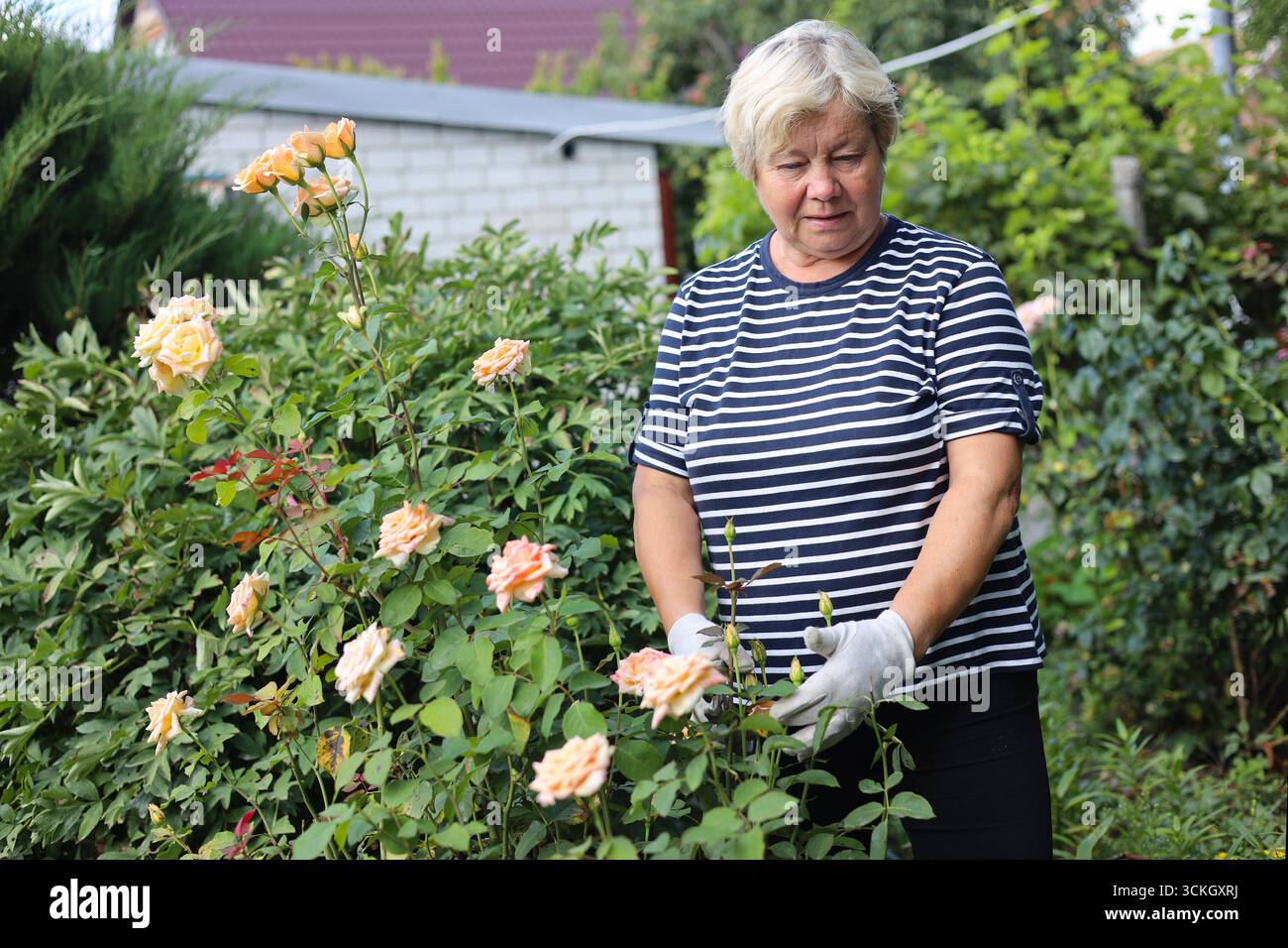 Portrait de femme âgée heureuse jardinage. Elle taille des fleurs. Banque D'Images