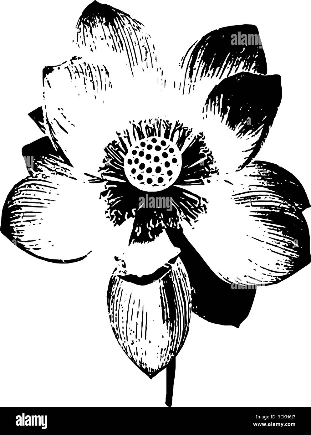 Pochoir lotus noir et blanc à contraste élevé pour les projets de design artistique. Illustration de Vecteur