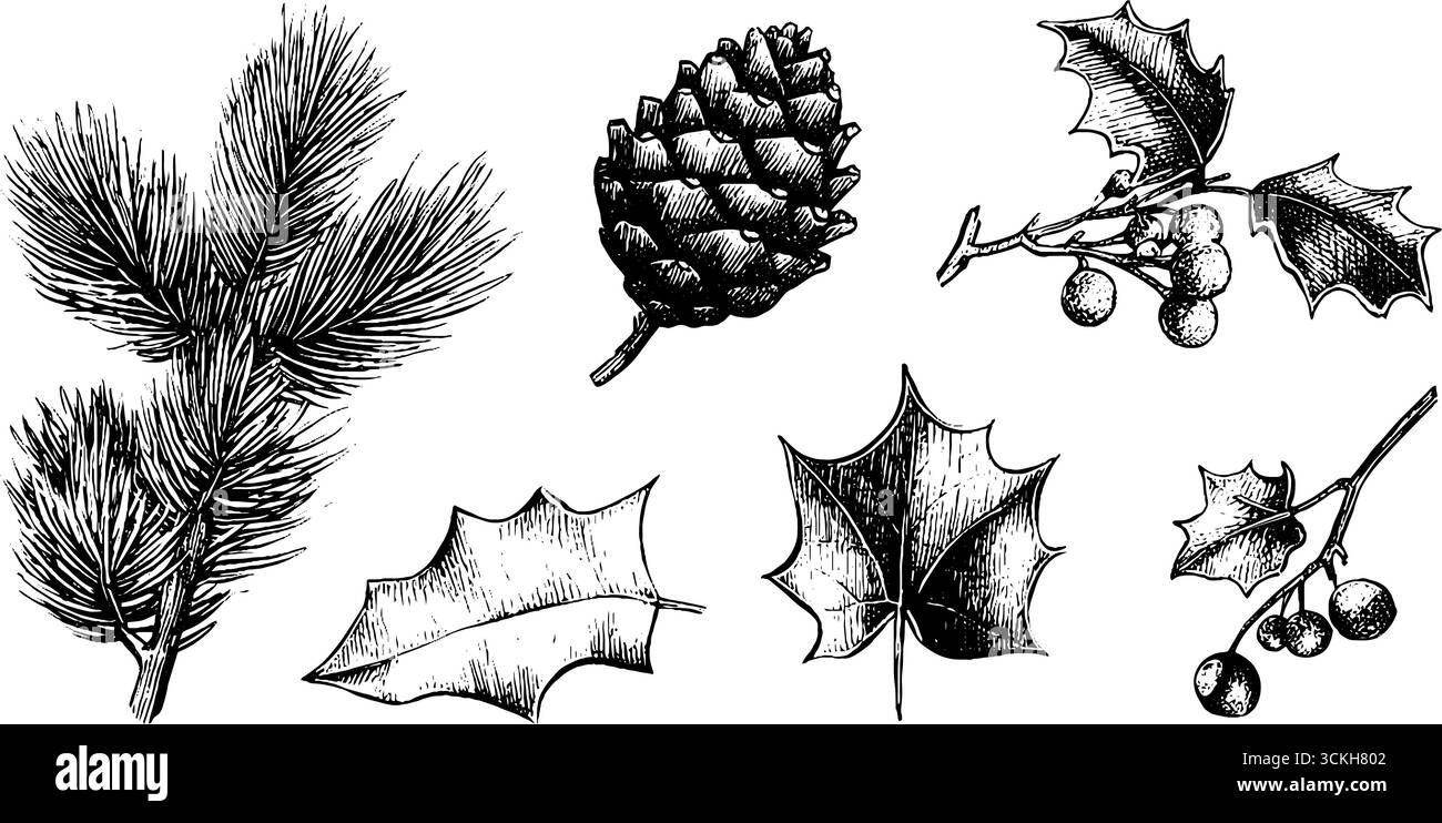 Ensemble de branches de sapin et de verdure de vacances pour la conception et la décoration saisonnières. Illustration de Vecteur Ensemble de branches de sapin et de verdure de vacances pour la conception et la décoration saisonnières. Illustration de Vecteur