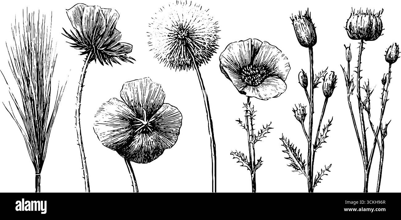 Collection vintage de plantes de prairie dessinées à la main et silhouettes de bardane pour la conception de la nature. Illustration de Vecteur