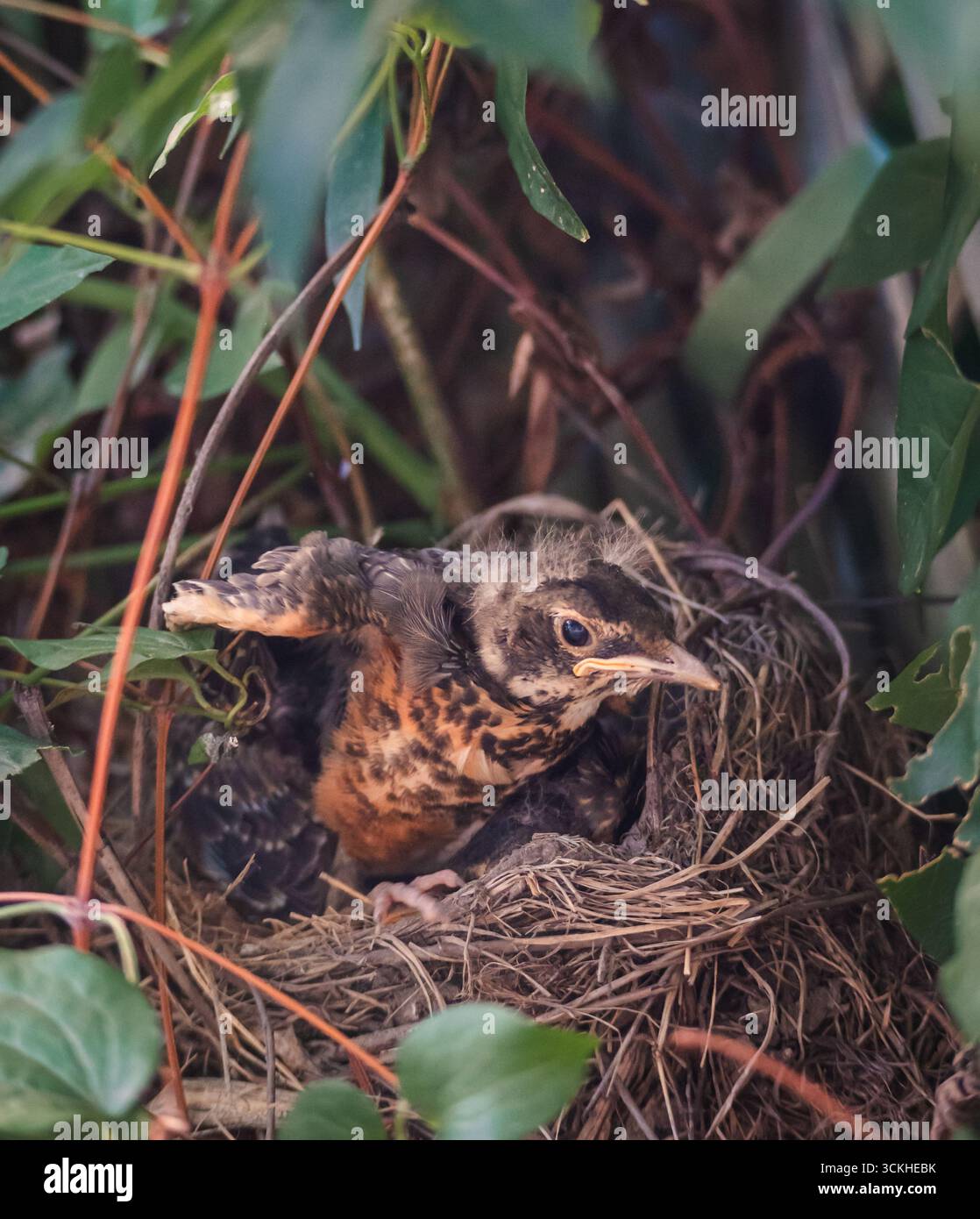 robin juvénile déployant des ailes au bord du nid se préparant à voler. Banque D'Images