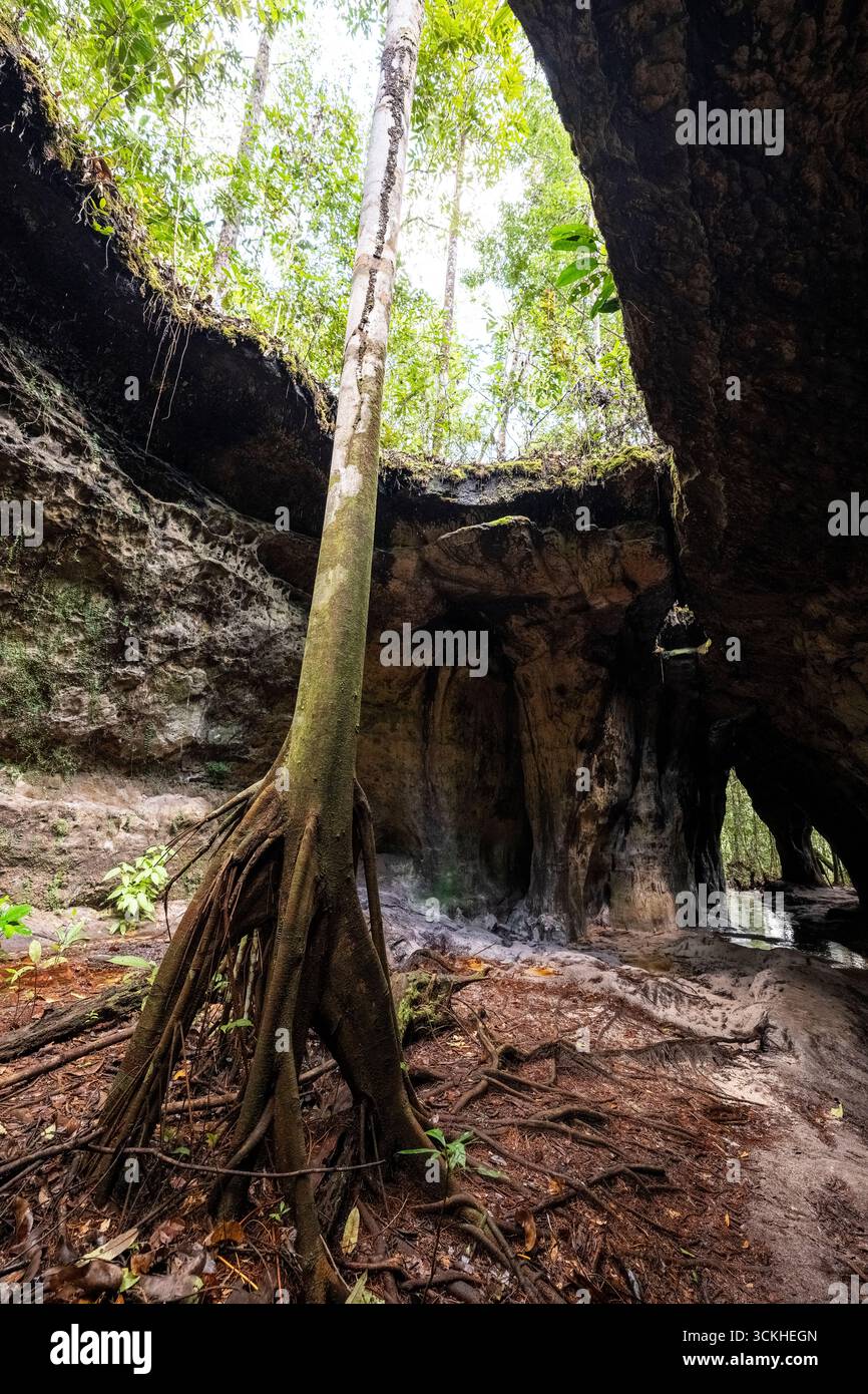 Belle vue sur l'arbre sortant de la grotte à Presidente Figueiredo Banque D'Images