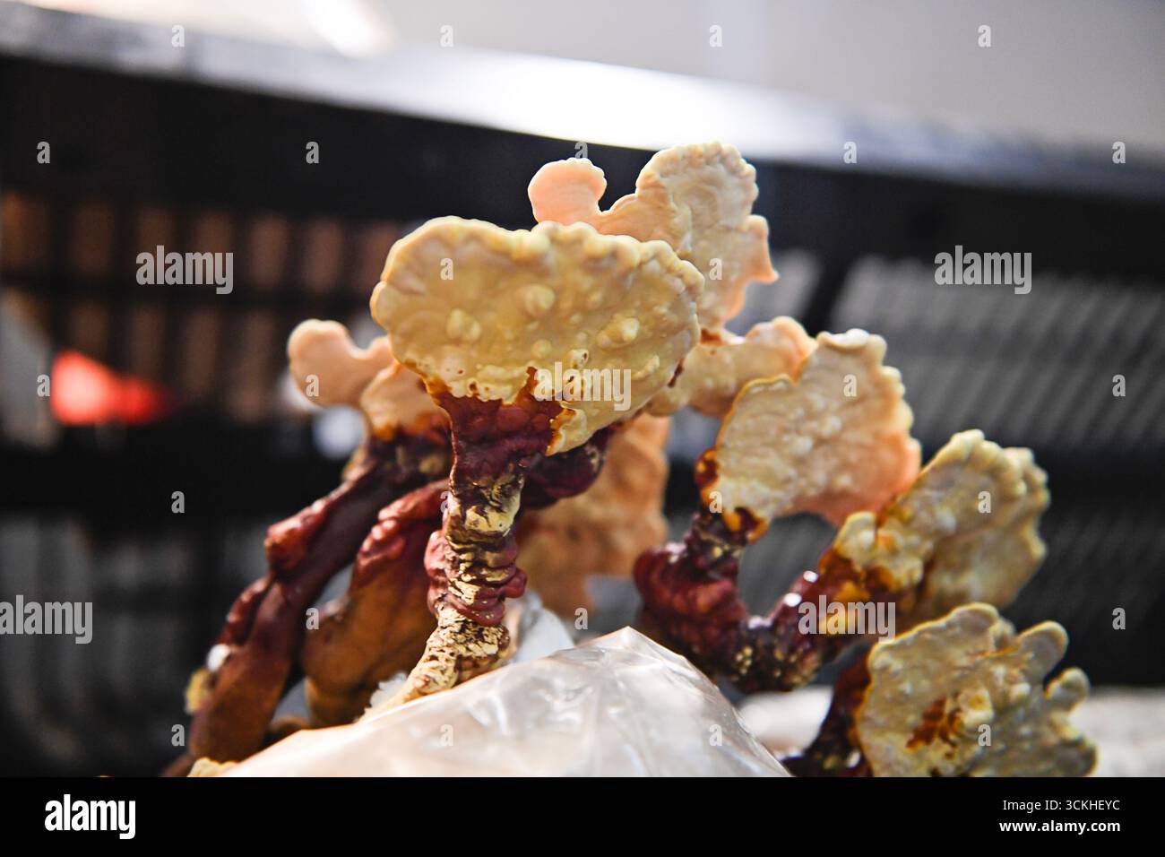 Champignons Reishi poussant en grappes à partir d'un sac de culture, sho Banque D'Images