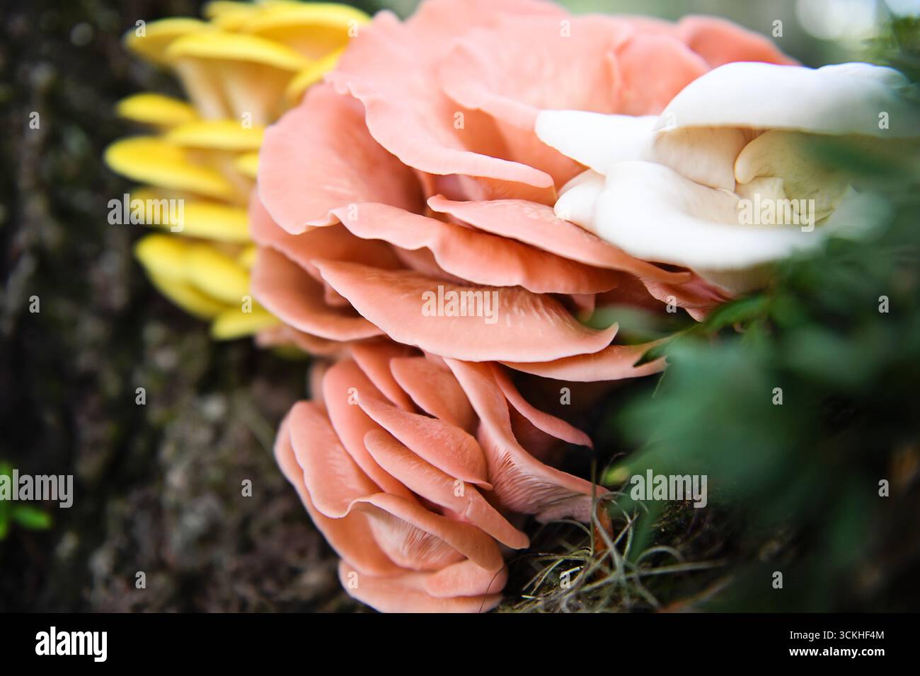 Champignons à huîtres roses, blanches et dorées sur arbre en Floride Banque D'Images