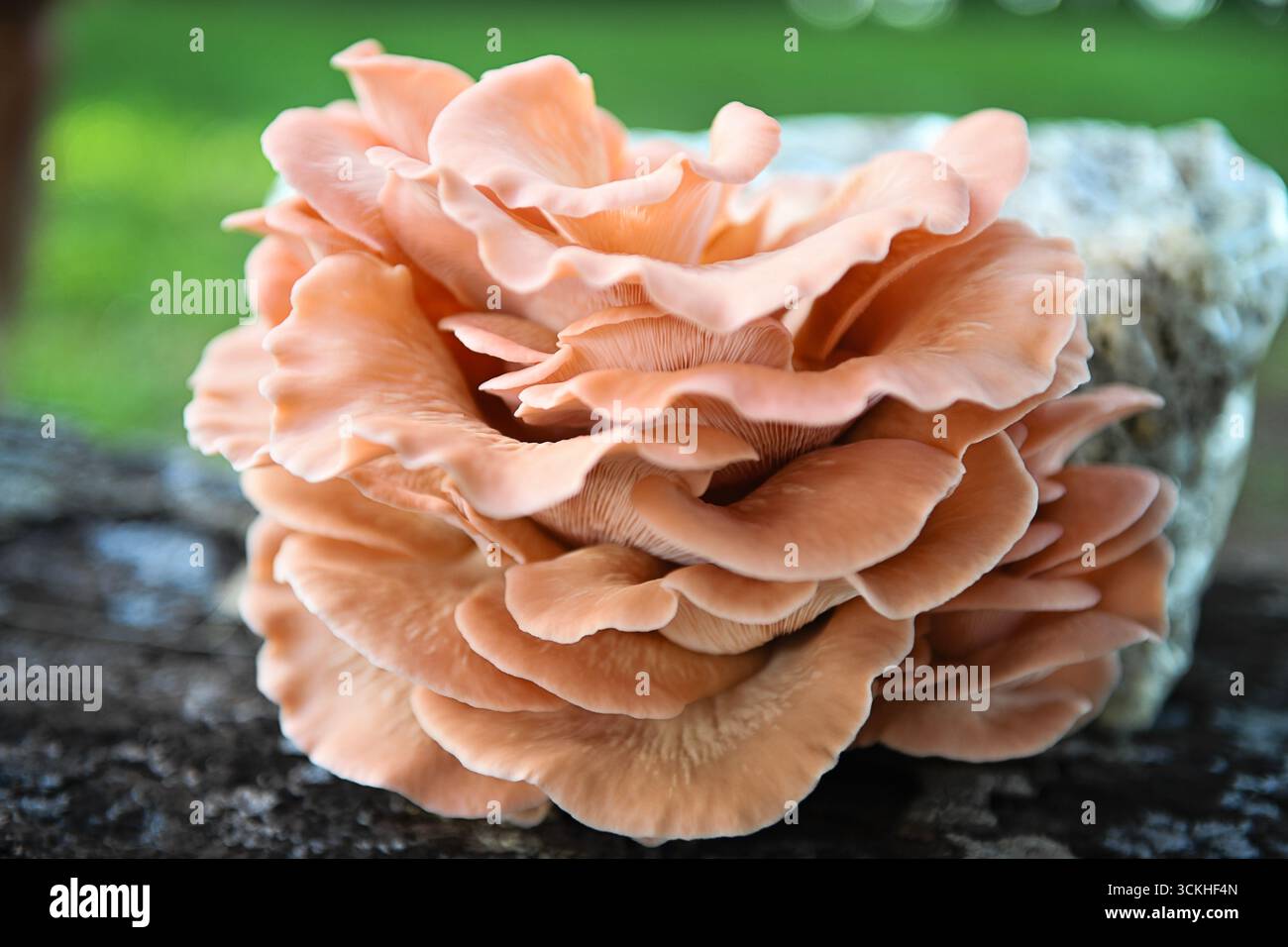 Gros plan d'un amas dense de champignons d'huître roses poussant sur Banque D'Images