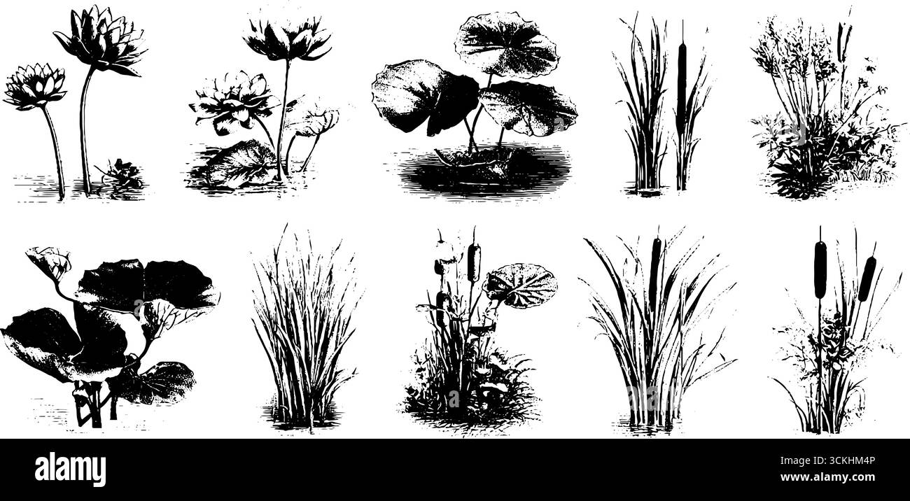 Collection de gravure vintage de plantes d'eau et de fleurs de lotus pour la conception botanique. Illustration de Vecteur