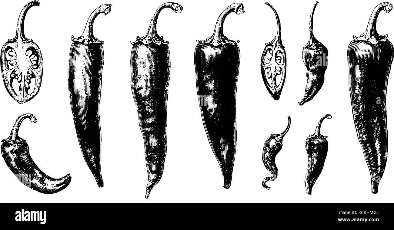 Collection vintage de gravures de piment pour le design et la décoration. Illustration de Vecteur