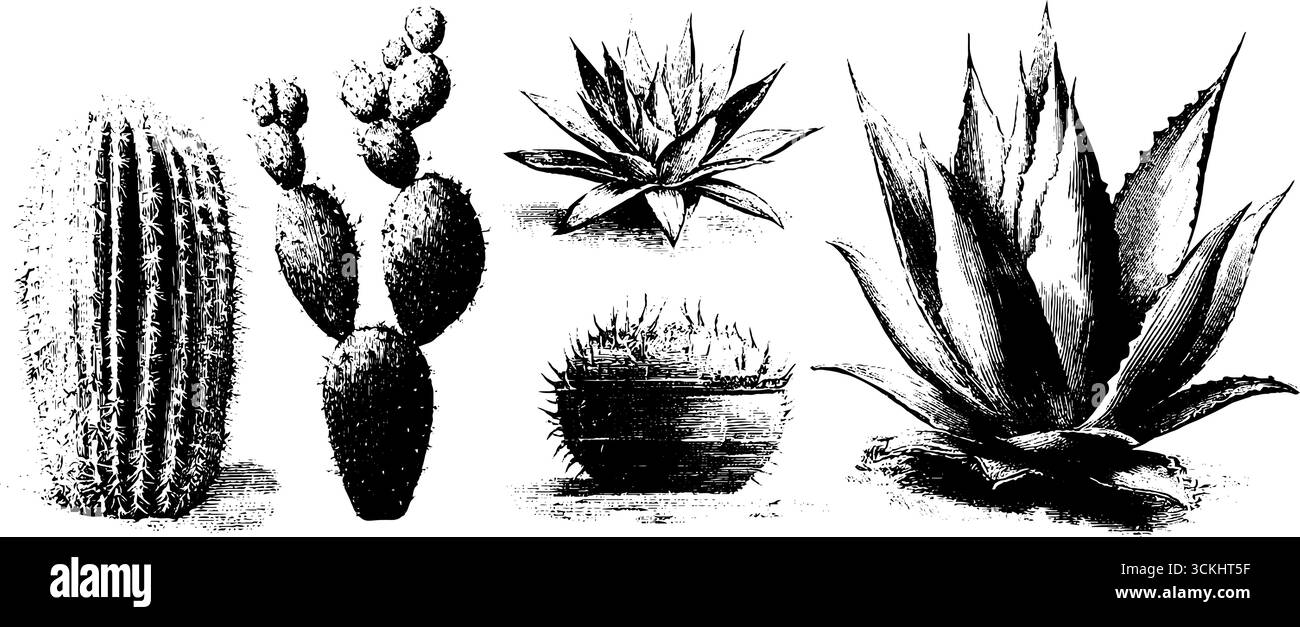 Collection de croquis botaniques vintage de cactus du désert et de succulentes pour la conception. Illustration de Vecteur