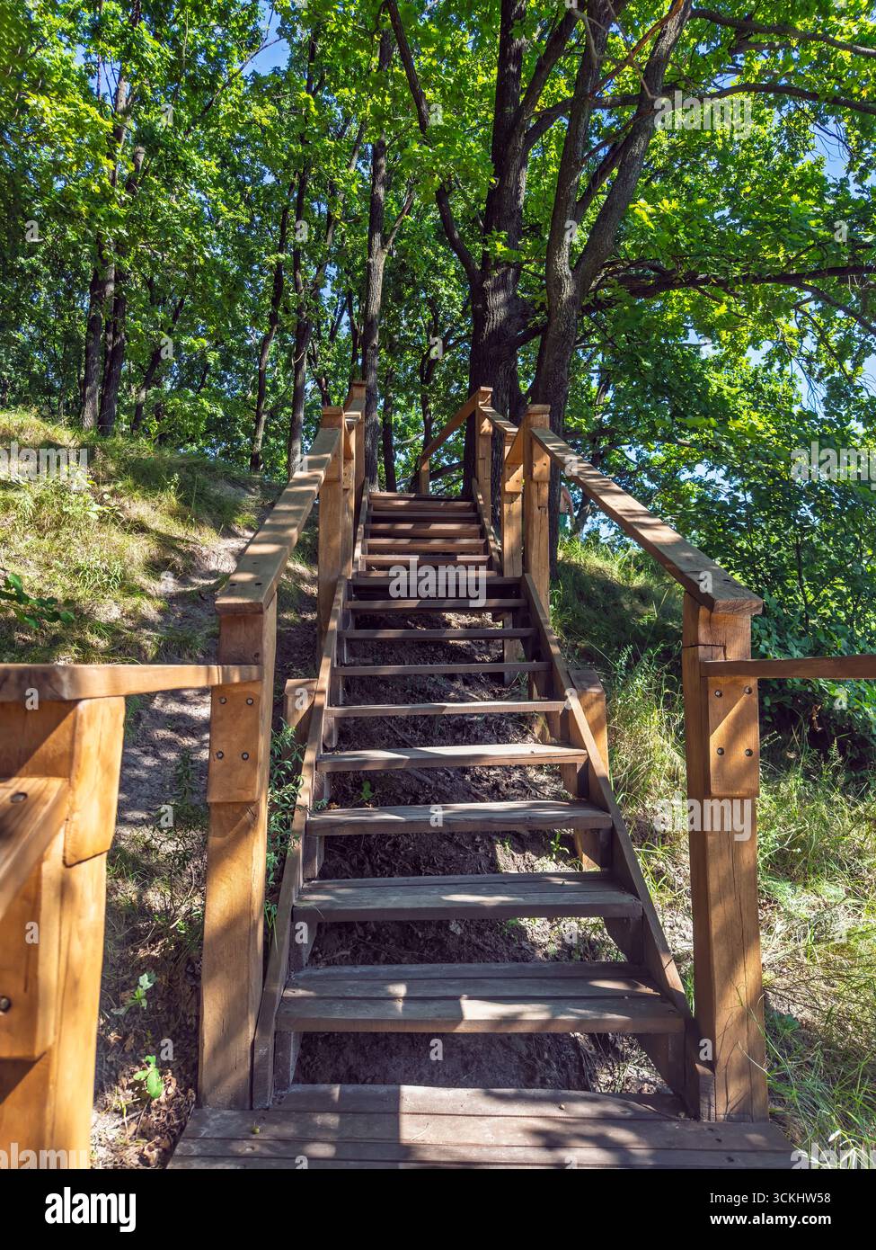 Escaliers en bois menant vers le haut à travers la forêt verte avec de grands arbres et un feuillage luxuriant sur le sentier de randonnée ensoleillé d'été. Escalier en bois naturel avec Banque D'Images