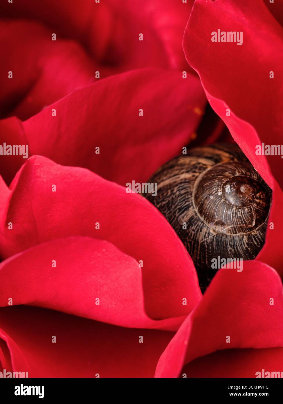 Une coquille d'escargot sombre nichée au plus profond des pétales rouge vif d'une rose en fleur. Concept de protection ou de foyer Banque D'Images