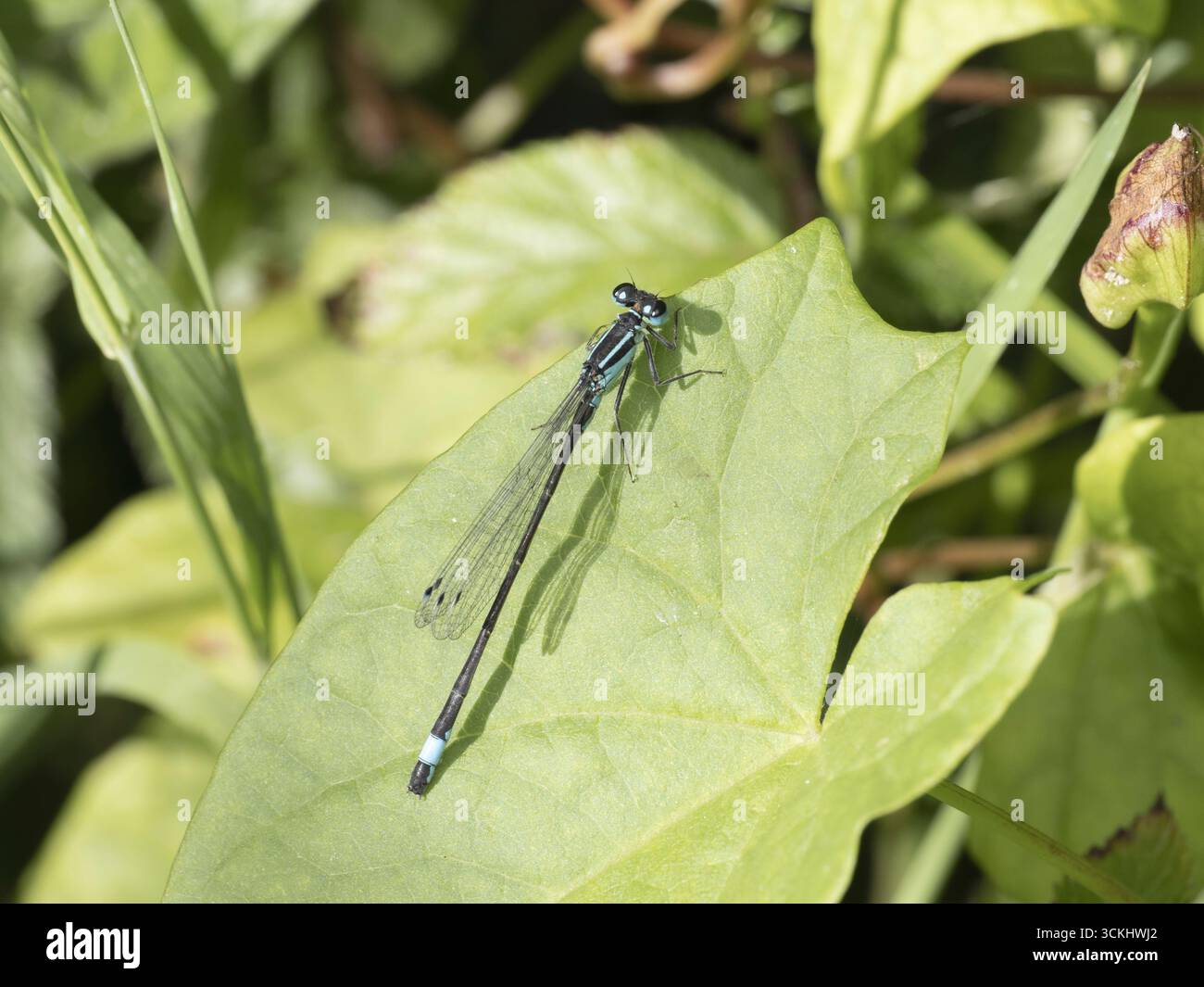 Un gros plan d'une demoiselle à queue bleue mâle (Ischnura elegans) reposant sur une feuille verte vif sous la lumière naturelle du soleil. Banque D'Images