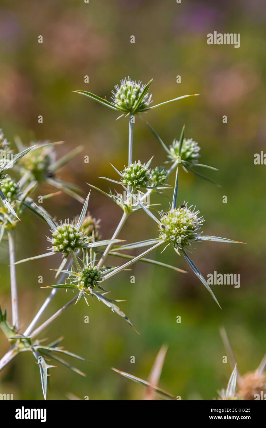 Dans la nature pousse un chardon Eryngium Campestre, connu sous le nom de champ eryngo. C'est une espèce d'Eryngium, qui est utilisé médicinalement. Banque D'Images