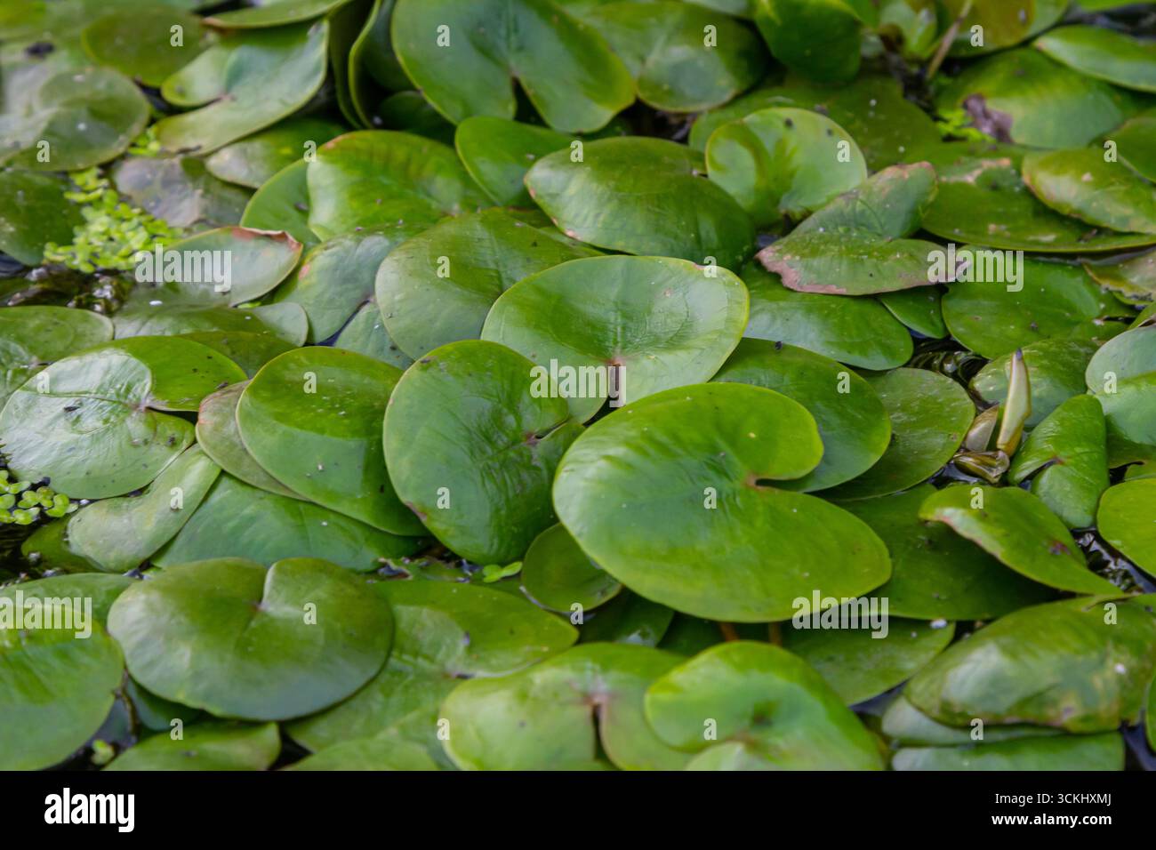 Hydrocharis morsus-ranae, fromagite, est une plante à fleurs appartenant au genre Hydrocharis de la famille des Hydrocharitaceae. C'est un petit plan flottant Banque D'Images
