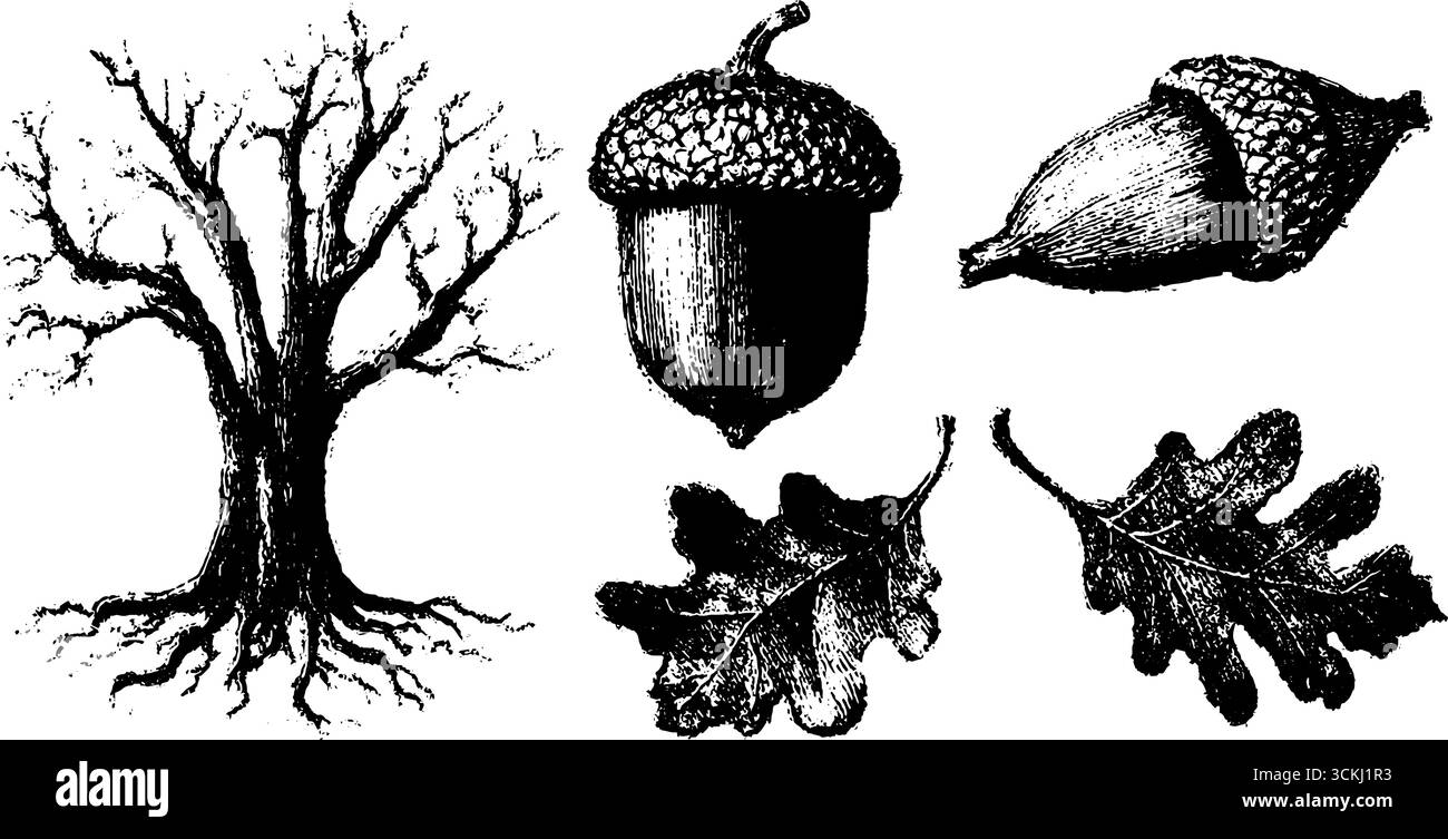 Ensemble grunge arbre et gland noir et blanc pour la conception de la nature et les affiches. Illustration de Vecteur